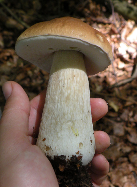 Tutti Boletus edulis?